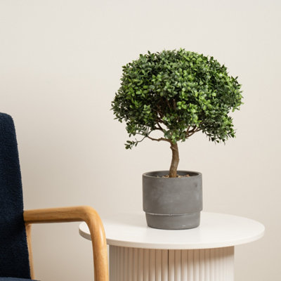Scottish Everlastings Ltd. Scottish Everlastings Artificial 45Cm Mini Topiary Plant In Cement Pot from B&Q