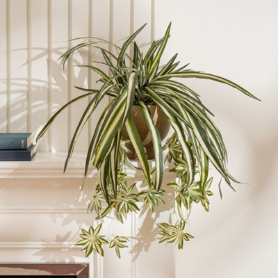 Scottish Everlastings Ltd. Scottish Everlastings 36Cm Artificial Spider Plant In Rustic Pot from B&Q