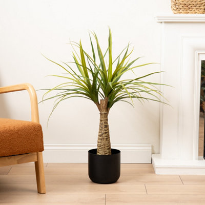 Scottish Everlastings Ltd. Black Scottish Everlastings Artificial Dracaena 76Cm