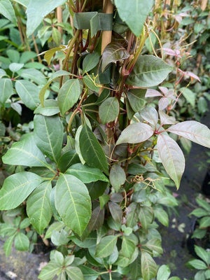 Direct Plants Parthenocissus Henryana Chinese Virginia Creeper Extra Large 3-4Ft Supplied In A 3 Litre Pot from B&Q