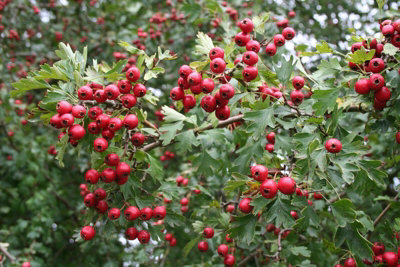 Direct Plants Polygonum Russian Vine Climbing PlantsMile A Minute3-4Ft Large Plant Supplied In A 3 Litre Pot from B&Q