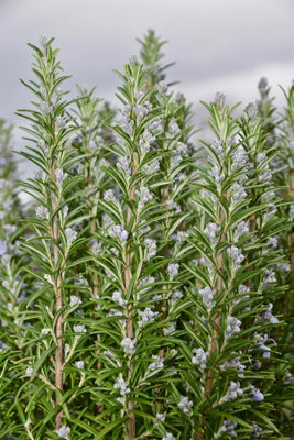 B&Q -  Pack Of 5 Rosemary Rosmarinus Officinalis Hardy Herb Plants In Pots