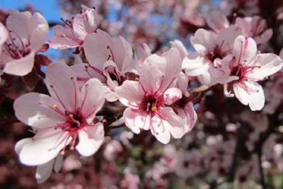 B&Q -  Prunus Nigra Cistena Patio Flowering Tree 3-4Ft Supplied In A 7.5 Litre Pot