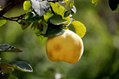 B&Q -  Cydonia Oblonga Quince Vranja Fruit Tree 5-6Ft Tall 7.5 Litre Pot