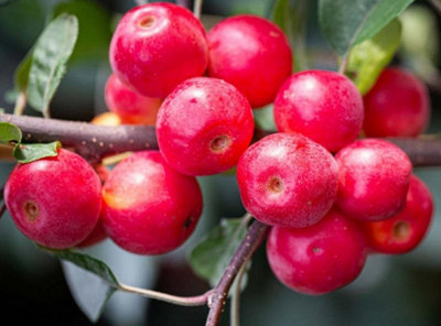 B&Q -  Malus Gorgeous Crab Apple Tree 5-6Ft Supplied In A 7.5 Litre Pot