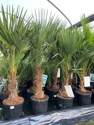 Direct Plants Trachycarpus Fortunei Fan Palm Tree 4-5Ft Plant In A 15/20 Litre Pot from B&Q