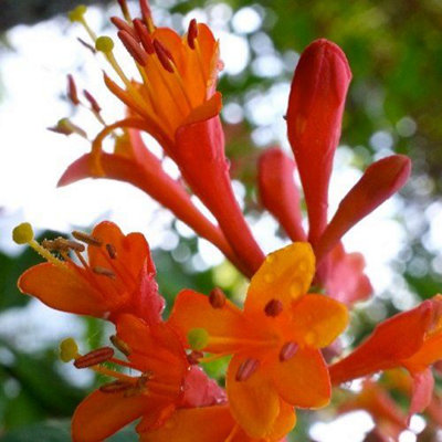 Lonicera Dropmore Scarlet Honeysuckle Fast Growing Climbing Plant