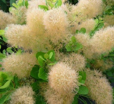 Direct Plants Cotinus Young Lady Smoke Bush Shrub Plant 3-4Ft Tall Supplied In A 3 Litre Pot from B&Q