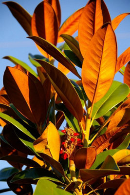 B&Q -  Magnolia Grandiflora The Evergreen Magnolia Tree Extra Large 6Ft Tall In A 7.5 Litre Pot
