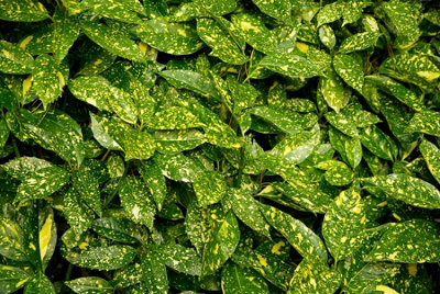 B&Q -  Aucuba Japonica Variegata Variegated Japanese Laurel Shrub Plant Large In A 3 Litre Pot