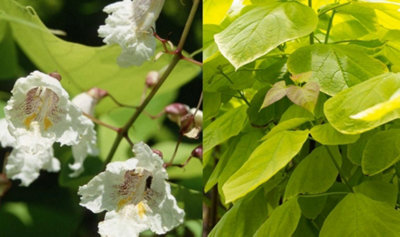 Direct Plants Catalpa Aurea Golden Indian Bean Tree Plant Large 50-60Cm Supplied In A 5 Litre Pot from B&Q