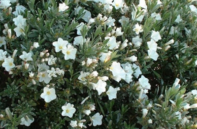 Direct Plants Convolvulus Cneorum Shrub Large Plant Supplied In A 3 Litre Pot Silver/Pink/White
