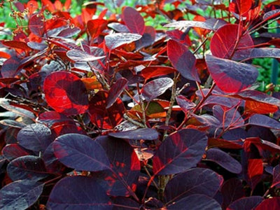 B&Q -  Cotinus Coggygria Royal Purple Smoke Bush Shrub Large 3-4Ft In A 3 Litre Pot