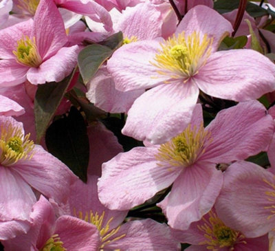 Direct Plants 6X Mixed Large Clematis Climbing Plant Selection Pack 3Ft In 3L Pots - Image 3