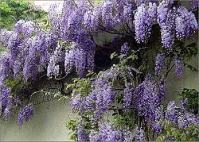 Direct Plants 5X Mixed Large Wisteria Climbing Plant Selection Pack Grafted Plants Supplied In 3 Litre Pots from B&Q