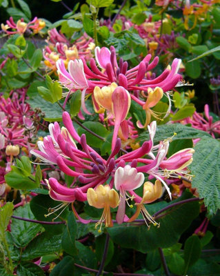 Direct Plants The Fragrant & Flowering Climbing Plants Selection Garden Border Mix Large Mature Plants Supplied In 3 Litre PotsPack Of 24 from B&Q