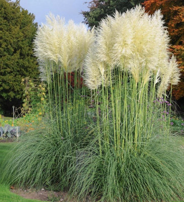 B&Q -  Cortaderia Selloana White Pampas Grass Extra Large Plant 3-4Ft Supplied In A 7.5 Litre Pot