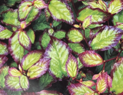 Direct Plants Parrotia Persica Bella Tree 6Ft Tall Supplied In A 12 Litre Pot By Directplants from B&Q