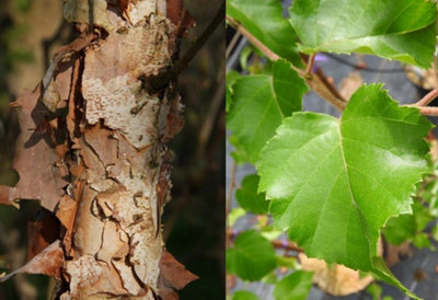 Direct Plants Betula Black Star Tree 6Ft Tall Supplied In A 12 Litre Pot By Directplants from B&Q