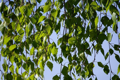Direct Plants Betula Pendula Youngii Weeping Birch Tree 6Ft Tall Supplied In A 12 Litre Pot By Directplants from B&Q
