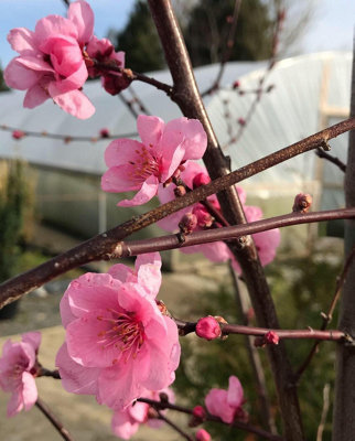 Direct Plants Prunus Spring Glow Tree 6Ft Tall Supplied In A 12 Litre Pot By Directplants from B&Q
