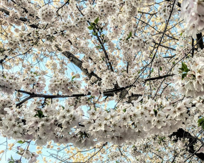 Direct Plants Prunus Chocolate Ice Flowering Cherry Tree 6Ft Tall Supplied In A 12 Litre Pot By Directplants from B&Q