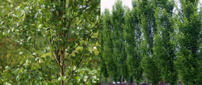 Direct Plants Betula Fastigiata Tree 6Ft Tall Supplied In A 12 Litre Pot By Directplants from B&Q