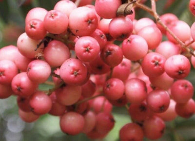 Direct Plants Sorbus Vilmorinii Mountain Ash Tree 6Ft Tall Supplied In A 12 Litre Pot By Directplants from B&Q