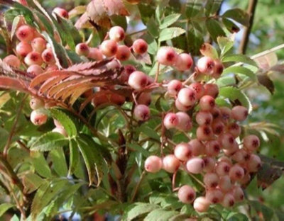 Direct Plants Sorbus Pink Pagoda Mountain Ash Tree 6Ft Tall Supplied In A 12 Litre Pot By Directplants from B&Q