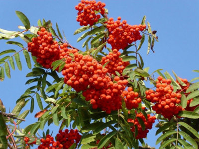 Direct Plants Sorbus Cardinal Royal Mountain Ash Tree 6Ft Tall Supplied In A 12 Litre Pot By Directplants from B&Q