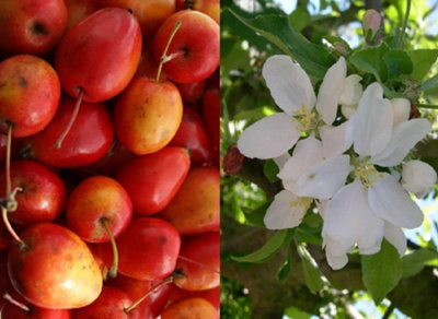 Direct Plants Malus Jelly King Crab Apple Tree 6Ft Tall Supplied In A 12 Litre Pot By Directplants from B&Q