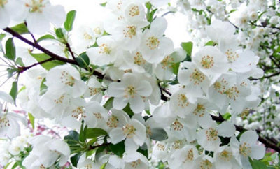 Direct Plants Malus Snowcloud Crab Apple Tree 6Ft Tall Supplied In A 12 Litre Pot By Directplants from B&Q