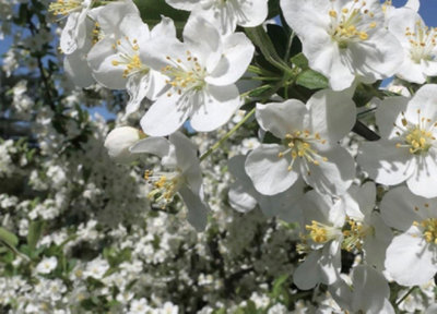 Direct Plants Malus Wedding Bouquet Crab 6Ft Tall Supplied In A 12 Litre Pot By Directplants from B&Q