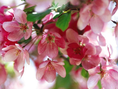 B&Q -  Malus Indian Magic Tree 6Ft Tall Supplied In A 12 Litre Pot By Directplants