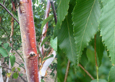 Direct Plants Betula Albosinensis Fascination Tree 6Ft Tall Supplied In A 12 Litre Pot By Directplants from B&Q