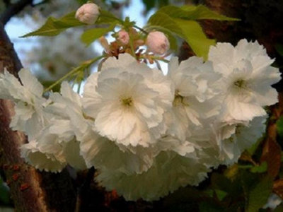 Direct Plants Prunus Blushing Bride Flowering Cherry Tree 6Ft Tall Supplied In A 12 Litre Pot By Directplants from B&Q