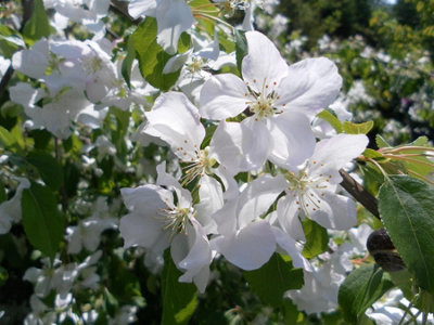 Direct Plants Malus John Downie Crab Apple Fruit Tree 6Ft Tall Supplied In A 12 Litre Pot By Directplants from B&Q