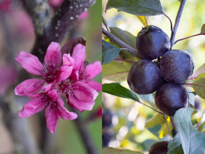 Direct Plants Malus Roberts Red Crab Apple Tree 6Ft Tall Supplied In A 12 Litre Pot By Directplants from B&Q