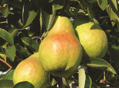 Direct Plants Pear Williams Bon Chretien Fruit Tree 6Ft Tall Supplied In A 12 Litre Pot By Directplants from B&Q