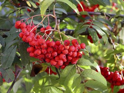 Direct Plants Sorbus Sheerwater Seedling Mountain Ash Tree 6Ft Tall Supplied In A 12 Litre Pot By Directplants from B&Q