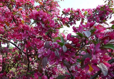 B&Q -  Malus Neville Copeman 6Ft Tall Supplied In A 12 Litre Pot By Directplants