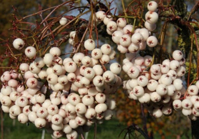 B&Q -  Sorbus Cashmeriana Mountain Ash Tree 6Ft Tall Supplied In A 12 Litre Pot By Directplants
