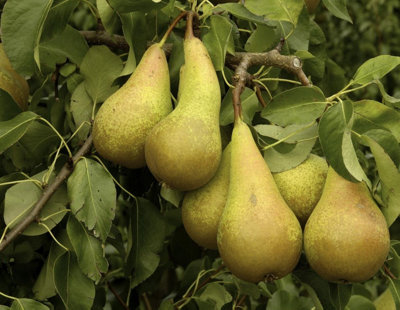 B&Q -  Pear Conference Fruit Tree 6Ft Tall Supplied In A 7.5 Litre Pot By Directplants