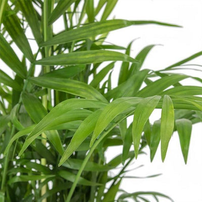 Carbeth Plants Chamaedorea ElegansParlour Palm In 9Cm PotIndoor Plants from B&Q