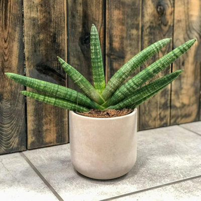 Carbeth Plants Sansevieria Cylindrica SkylineSnake Plant In 8.5Cm PotIndoor PlantsBuild Your Own Houseplant Collection from B&Q