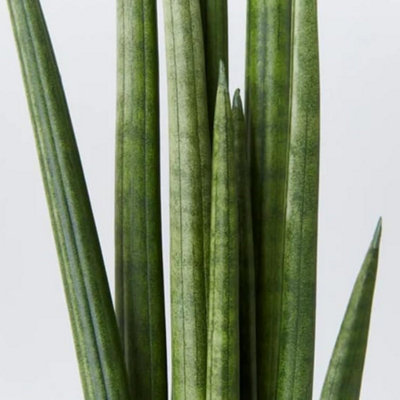 Carbeth Plants Sansevieria Cylindrica StraightSnake Plant In 9Cm PotIndoor Houseplants from B&Q