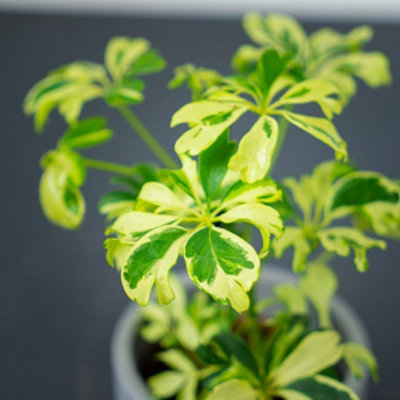 Carbeth Plants Schefflera Arboricola JanineDwarf Umbrella Plant In 8Cm PotIndoor PlantsBuild Your Own Houseplant Collection from B&Q