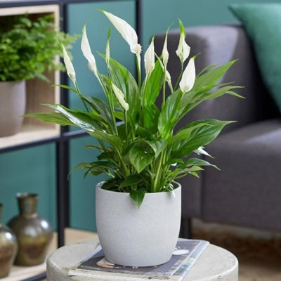 Carbeth Plants 2 X Spathiphyllum Peace Lily Plant In 9Cm PotEasy Care Indoor Houseplant from B&Q