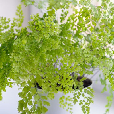Carbeth Plants Maidenhair Fern Indoor PlantAdiantum Raddianum In 8.5Cm Pot from B&Q