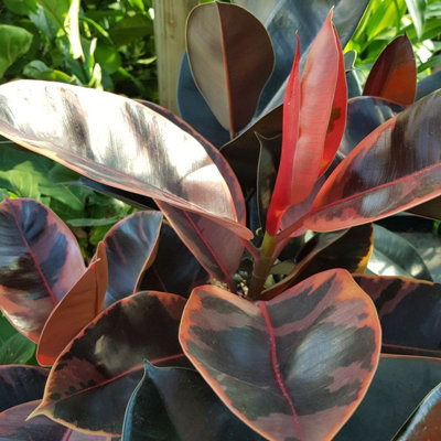 Carbeth Plants Ficus ElasticaRubber Tree Indoor Plant In 8.5Cm PotMixed Varieties from B&Q